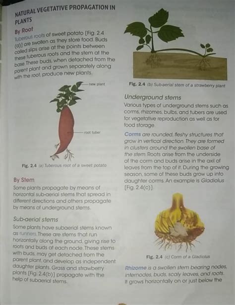 propagoida|propagate suomeksi